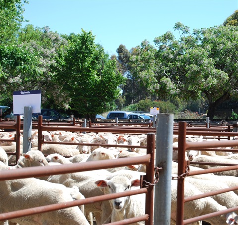 Benalla Saleyards - annual Sheep Sale.jpg
