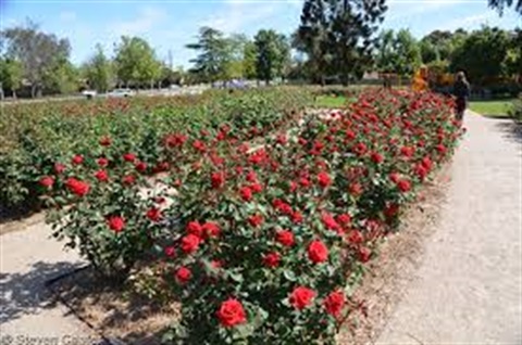Roses in Benalla Botanical Gardens