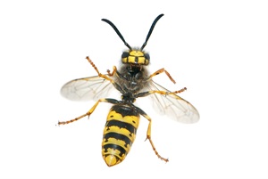 european wasp.jpg