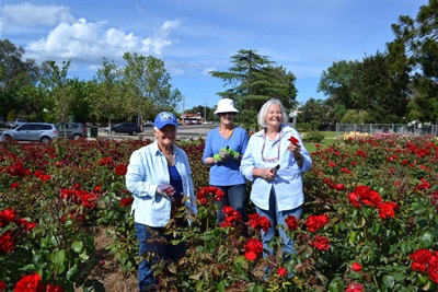 Volunteer Dead Heads in Rose Garden