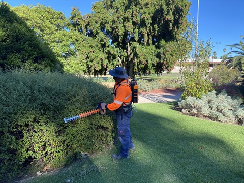 Council worker operating battery-operated hedge trimmer 