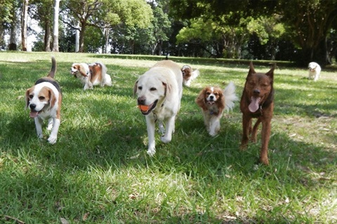Dogs in Park