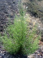 Image of Stinkwort bush